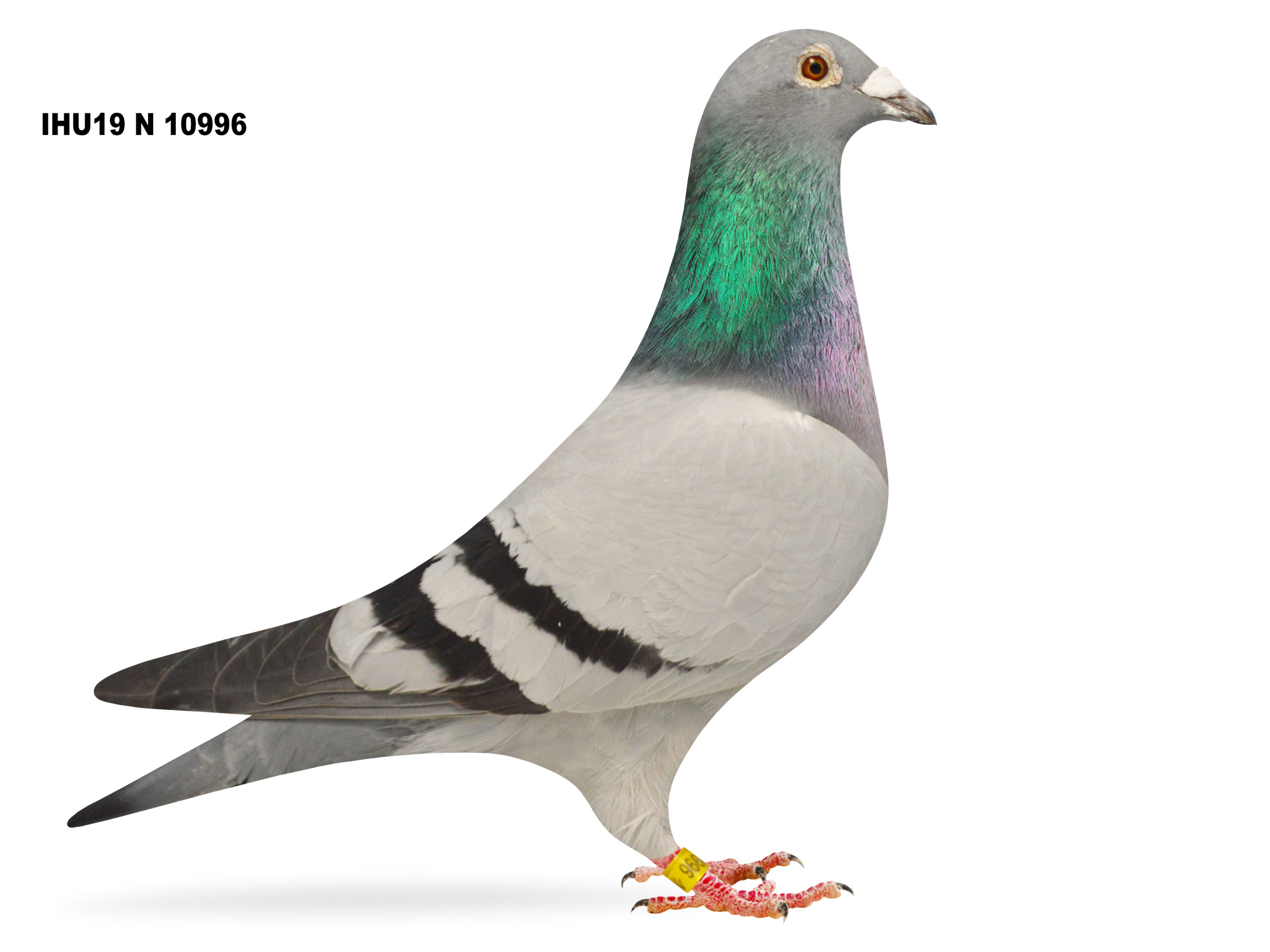 S&J Bones, Moorview Lofts - Lot 31 - IHU21 N 05950 - Cheq Hen - Bred By R. Moore & Son, Bangor - PROLIFIC BREEDER - Including 1st Club, 3rd Section NIPA Dunamway YB Nat 2025 - Image 3