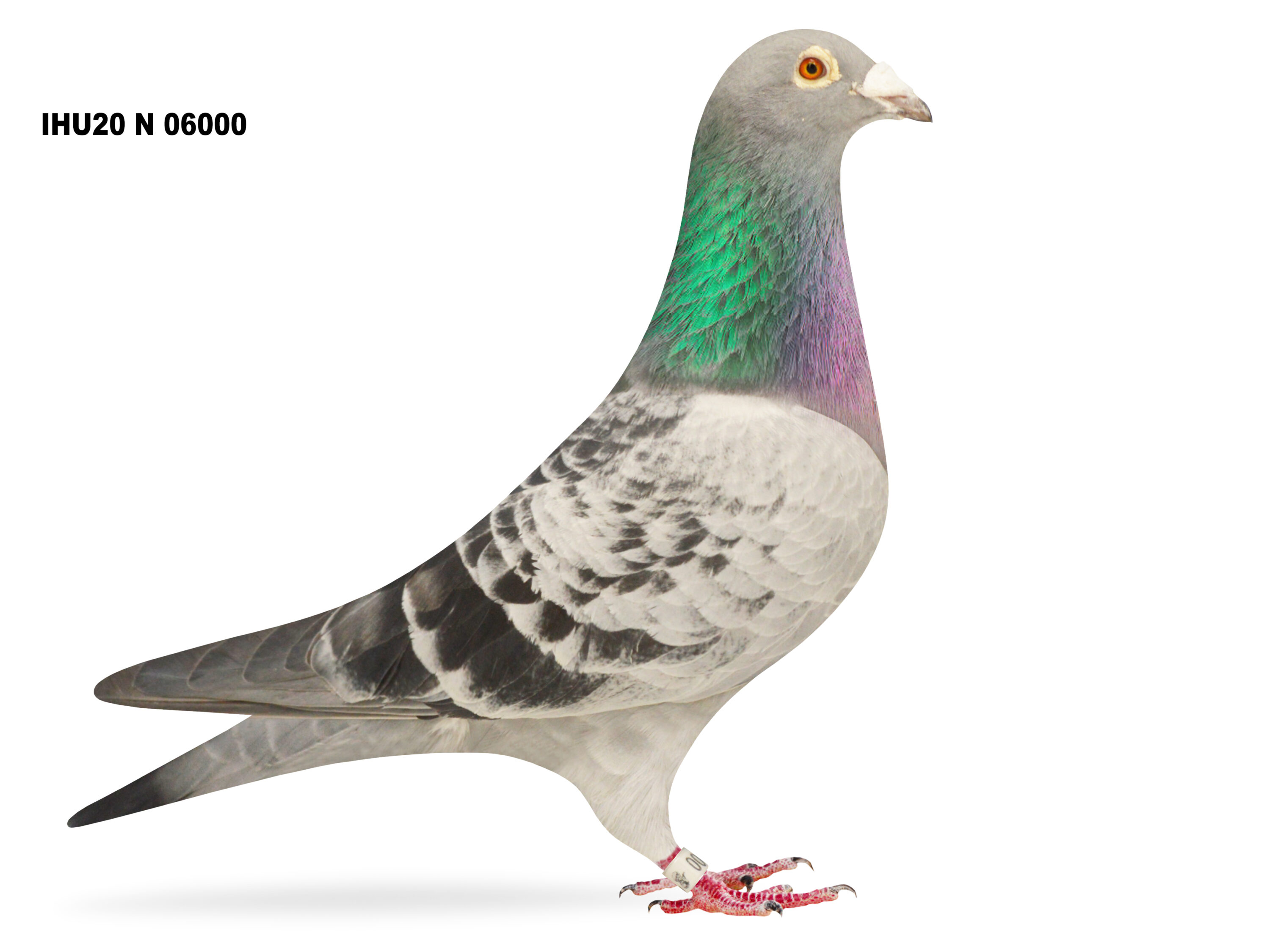 S&J Bones, Moorview Lofts - Lot 31 - IHU21 N 05950 - Cheq Hen - Bred By R. Moore & Son, Bangor - PROLIFIC BREEDER - Including 1st Club, 3rd Section NIPA Dunamway YB Nat 2025 - Image 2