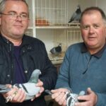 INFC CHARITY SHOW OF THE YEAR 2025 - Lot 3 - McCartan & Woodsides, Crossgar - Bred For Stock - Dtr Of 14th Open x 17th Open INFC Plougastel Friendship Nat Paired Together