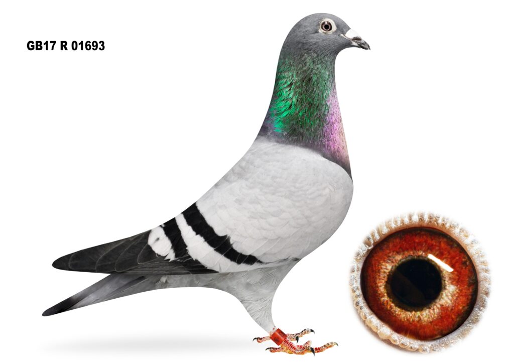 Frank & Geoff Dickey Bereavement Sale PART 3 LOT 70 'BUSTER 93