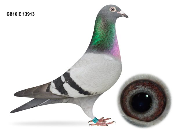 S&J Bones, Moorview Lofts - Lot 51 - GB16 E 13913 - Blue Hen - 4th Open NIPA St Malo OB National -  Obtained From Mr & Mrs B McNeilly - Leo Van Rijn Bloodlines - She Was Very Sparsely Used At Moorview Lofts & Had Been Loaned To Good Friends In Recent Years To Allow Her To Fulfil Her Potential