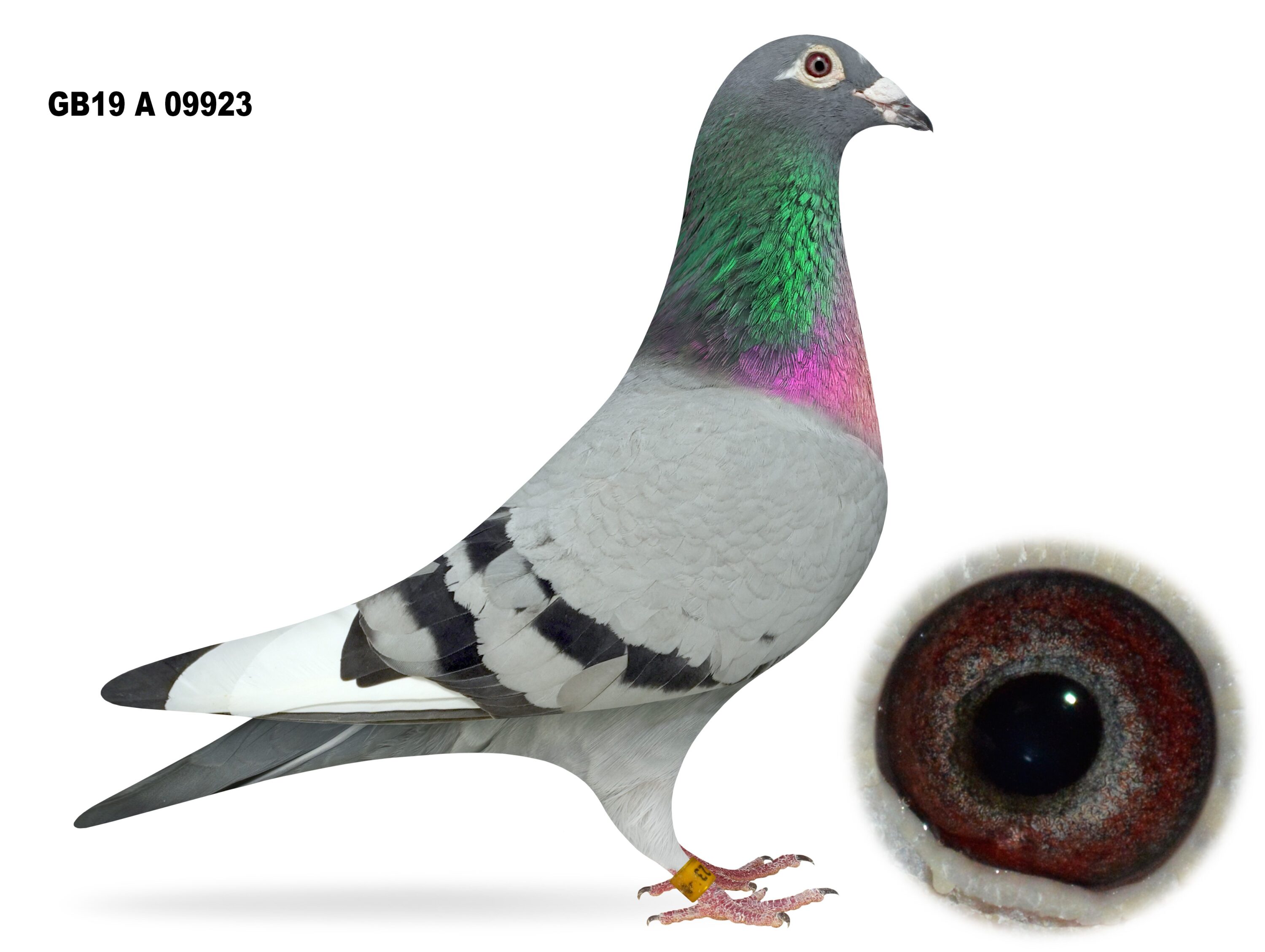 McGimpsey Bros, Hillview Lofts - Lot 31 - 'MAGIC WAND' - GB19 A 09923 - Blue Pied Hen - Breeder Of Some Top Class Pigeons & Sister To Brian Banks Prolific Breeder - Dtr Of 'THE MAGICIAN' & 'C FOR CLASS'