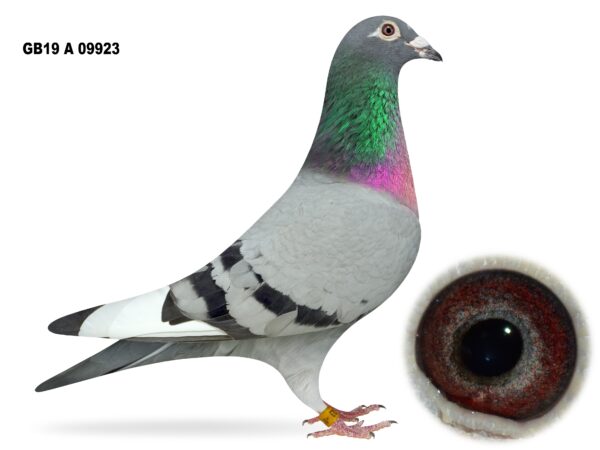 McGimpsey Bros, Hillview Lofts - Lot 31 - 'MAGIC WAND' - GB19 A 09923 - Blue Pied Hen - Breeder Of Some Top Class Pigeons & Sister To Brian Banks Prolific Breeder - Dtr Of 'THE MAGICIAN' & 'C FOR CLASS'