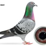 RE-ADVERTISED DUE TO NON PAYMENT - McGimpsey Bros, Hillview Lofts - Lot 20 - GB20 A 06221 - Blue Cheq Hen - Dtr Of 'WHITEHEAD JUNIOR' & 'STAR CATCHER'