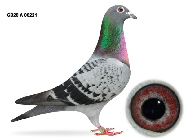 McGimpsey Bros, Hillview Lofts - Lot 20 - GB20 A 06221 - Blue Cheq Hen - Dtr Of 'WHITEHEAD JUNIOR' & 'STAR CATCHER'