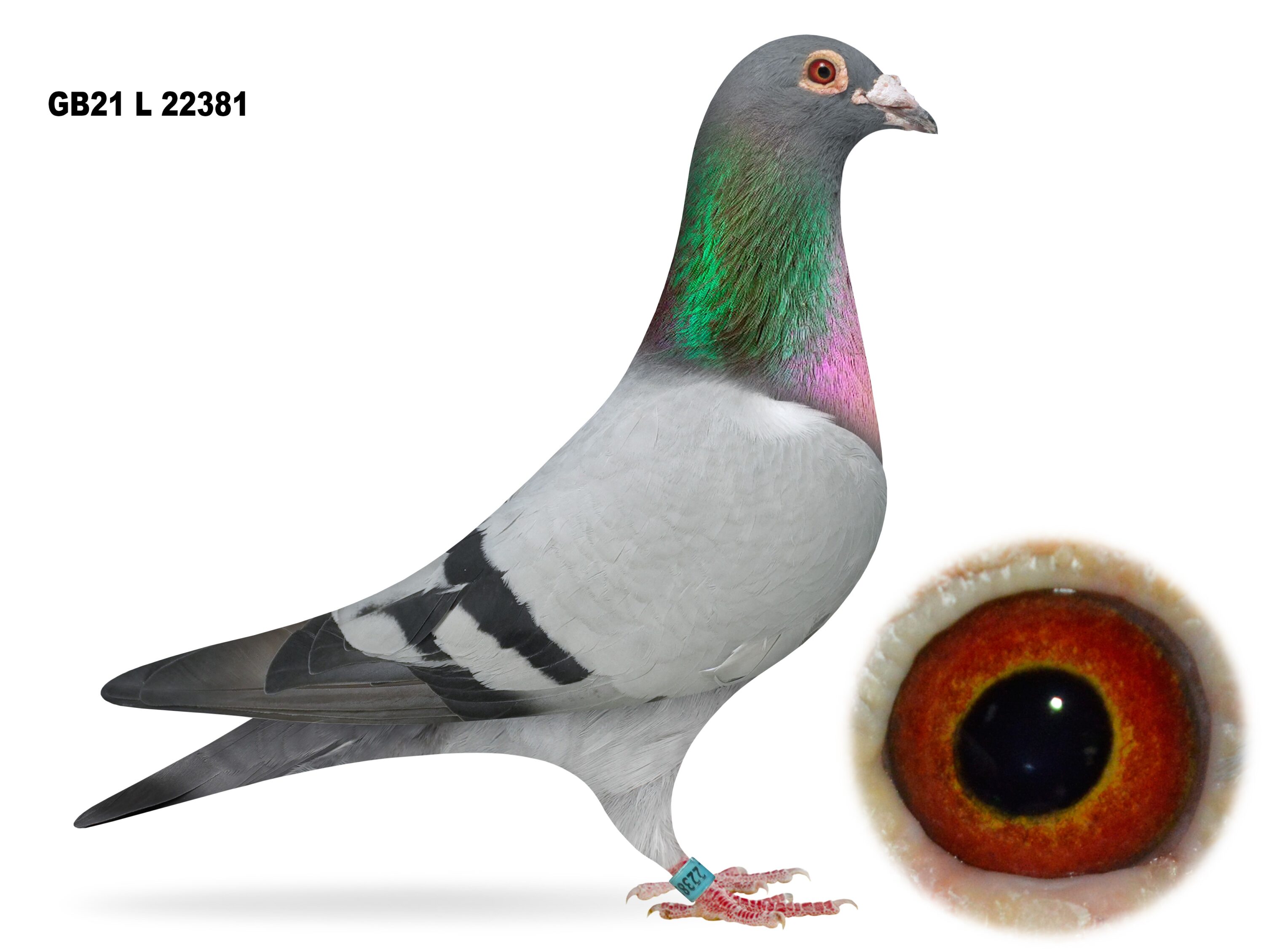 S&J Bones, Moorview Lofts - Lot 23 - GB21 L 22381 - Blue Cock - PROLIFIC BREEDER - Excellent Racer Before Being Put To Stock - Bred By Rea & Magill, Larne