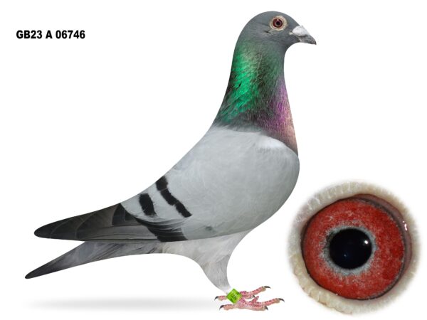 McGimpsey Bros, Hillview Lofts - Lot 26 - GB23 A 06746 - Blue Cock - Son Of 'FLIGHTLINE' & 'PEARLY EYES'