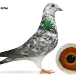 McGimpsey Bros, Hillview Lofts - Part 2 - Lot 23 - GB23 A 06764 - Grizzle Cock - 1st Club, 12th Section F & 273rd Open NIPA Bude 2024 - Son Of 12th Section & 57th Open NFC Tarbes 2019 & G/Son Of 'DRUMCOVE CHEEKY BOY' - INFC Gold Medal Winner