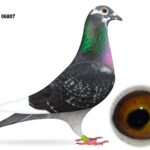 McGimpsey Bros, Hillview Lofts - Part 2 - Lot 26 - GB23 A 06807 - Dark Cheq Pied Hen - Dtr Of 2x INFC Kings Cup Prize Winners - 59th Open & 116th Open INFC Kings Cup 2022 - Pedigree Stuffed With Distance Bloodlines & Performance Pigeons