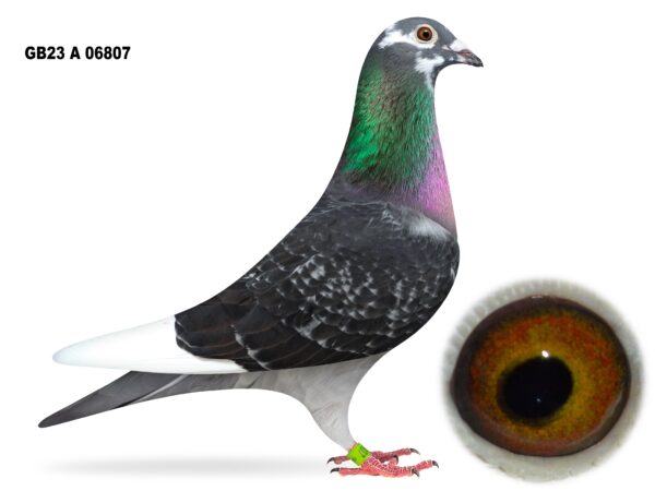 McGimpsey Bros, Hillview Lofts - Part 2 - Lot 26 - GB23 A 06807 - Dak Cheq Pied Hen - Dtr Of 2x INFC Kings Cup Prize Winners - 59th Open & 116th Open INFC Kings Cup 2022 - Pedigree Stuffed With Distance Bloodlines & Performance Pigeons