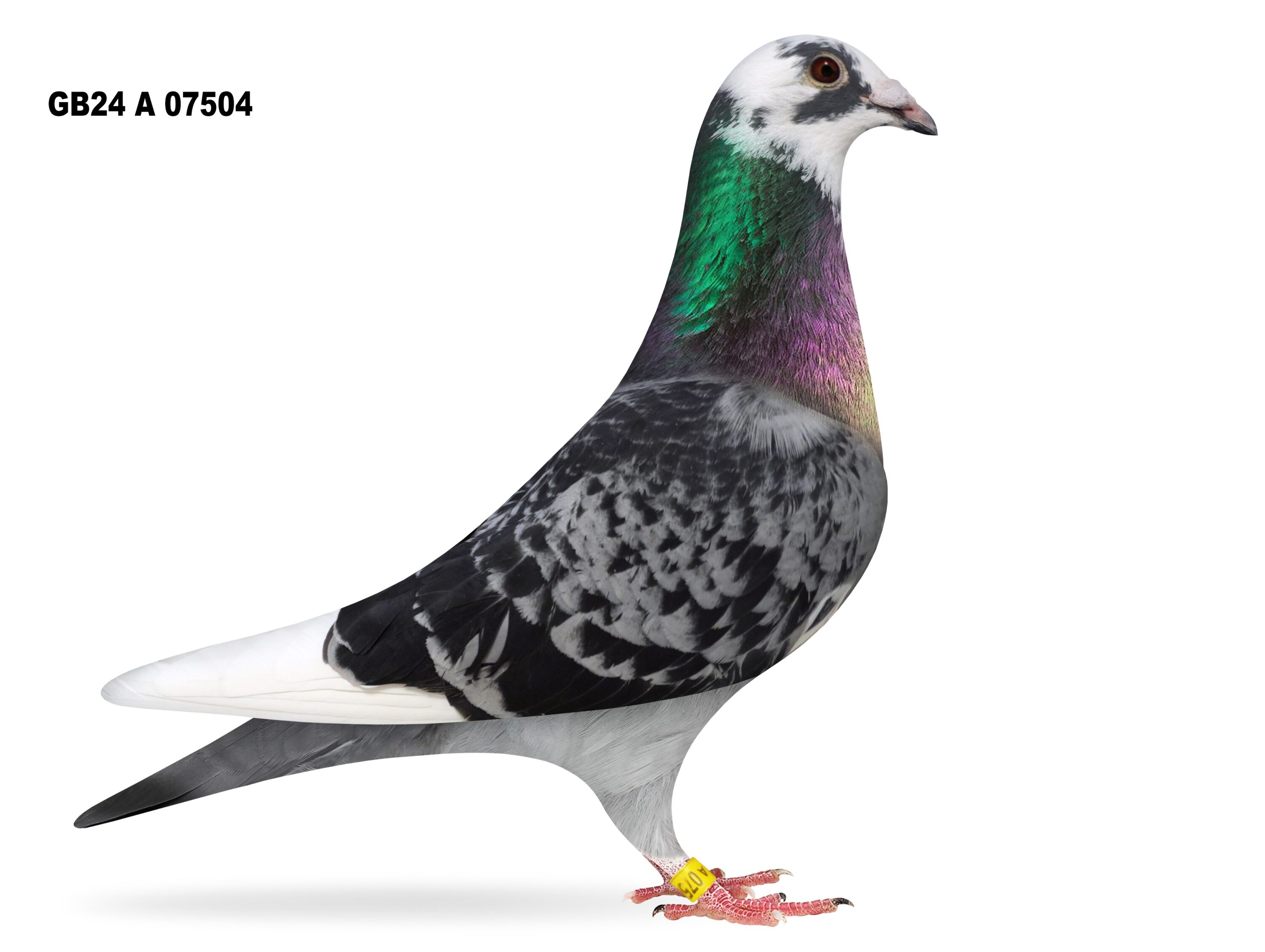 McGimpsey Bros, Hillview Lofts - Lot 41 - GB24 A 07504 - Dark Cheq Pied Cock - Bred By Jeff Greenaway - Put To Stock As He Was A Lovely Type & Very Well Bred