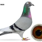 RE-ADVERTISED DUE TO NON PAYMENT - McGimpsey Bros, Hillview Lofts - Lot 8 - GB24 A 08628 - Blue Pied Hen - Dtr Of 'SNOW PRINCE' & 'MAGIC WAND' - Inbred To Our Top Breeding Hen 'SNOWFAIRY'