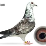 McGimpsey Bros, Hillview Lofts - Part 2 - Lot 6 - GB24 A 08658 - Grizzle Hen - Dtr Of 'MARYS DAUGHTER' & G/Dtr Of Paul Dunlop's 'THE GOOD HEN' - INFC Gold Medal Winner