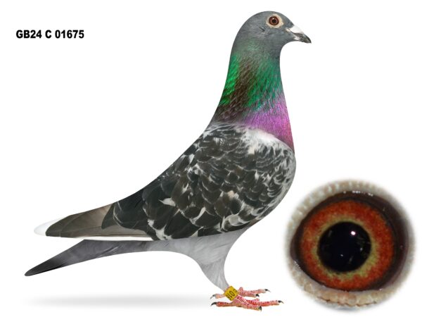 United Lofts - Lot 16 - GB24 C 01675 - Black Cheq Flight Hen - Dtr Of ‘Raphaël’ & ‘El Stranger’ - French Bloodlines & Potential Throughout