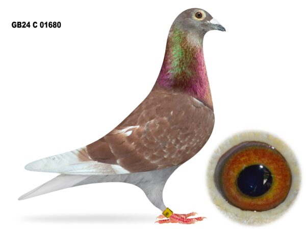 United Lofts - Lot 25 - GB24 C 01680 - Red Cock - Grandson Of 2 Of Our Principle Breeders - Packed With Channel & French Potential