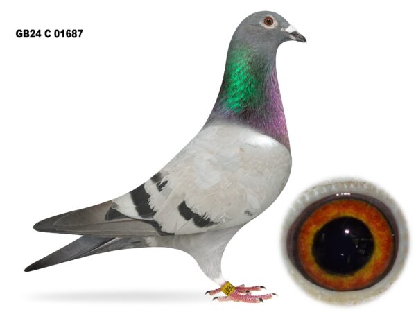 United Lofts - Lot 37 - GB24 C 01687 - Blue Hen - Best Of A&N Lewis & Mr & Mrs Davy Suitters Bloodlines - Half Sister To Dinny Kinsella's 21st Open Dale YB National 2024