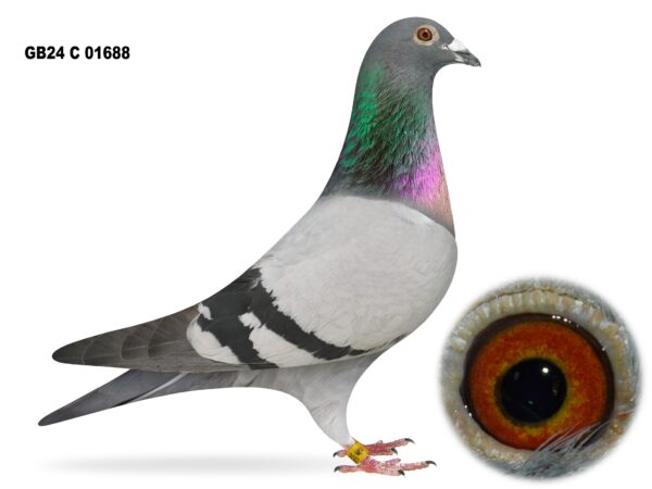 United Lofts - Lot 36 - GB24 C 01688 - Blue Cock - Packed With Channel & French Potential - Jan Aarden x Van Geel Bloodlines With A Touch Of John Greenaway Distance Blood