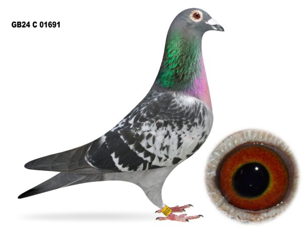 United Lofts - Lot 35 - GB24 C 01691 - Black Cheq Cock - Packed With Channel & French Potential - Jan Aarden x Van Geel Bloodlines Crossed With The Blood From Rev TAB Sawyers & Son