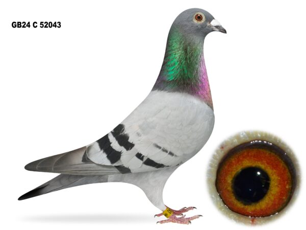 United Lofts - Lot 38 - GB24 C 52043 - Blue Hen - Granddaughter Of 2x RPRA Meritorious Award Winners - Channel Blood At Its Finest - One Same Way Bred, Bred J&L Smyth An NIPA Section D Winner