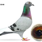 United Lofts - Lot 1 - GB24 C 52140 - Blue Pied Cock - Best Of A&N Lewis Bloodlines - Same Way Bred As Dinny Kinsella's 21st Open Dale YB National 2024