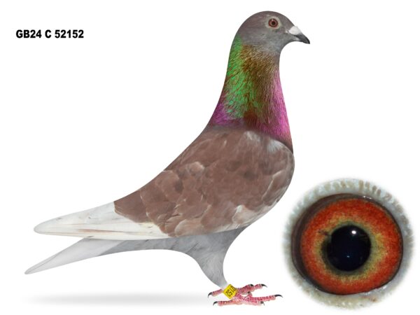 United Lofts - Lot 34 - GB24 C 52152 - Red Cock - French Bloodlines Throughout This Cock - Blend Of Our Prolific Bloodlines For The Channel And France Crossed With Bloodlines From C&H Beattie