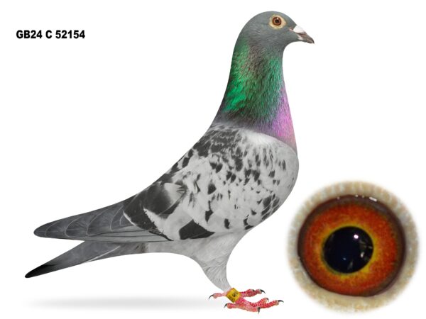 United Lofts - Lot 7 - GB24 C 52154 - Blue Cheq Hen - Niece Of 1st Open NIPA Bude - Best Of Late Oliver Jackson Bloodlines