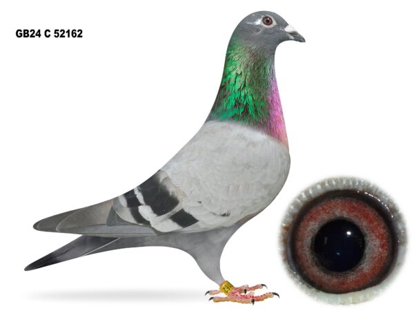 United Lofts - Lot 20 - GB24 C 52162 - Blue Hen - Same Way Bred As 'FIREFLY' - INFC Merit Award Winner - 16th & 83rd Open INFC St Allouestre Kings Cup