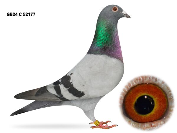 United Lofts - Lot 6 - GB24 C 52177 - Blue Cock - Best Of Walkingshaw Bloodlines Via T. Marshall & Son & H. McVeigh