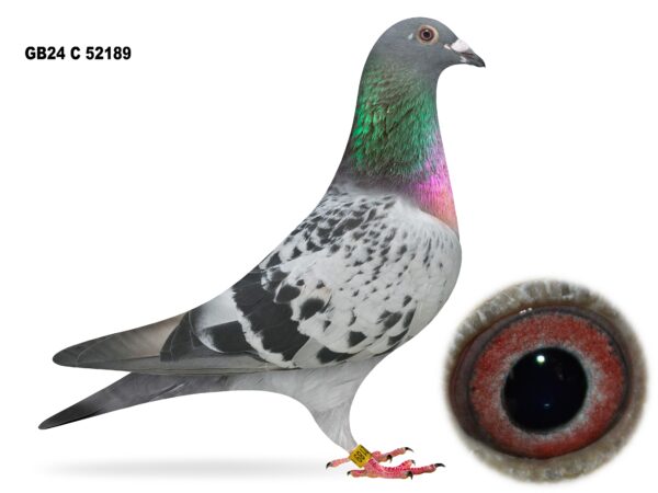 United Lofts - Lot 5 - GB24 C 52189 - Blue Cheq Hen - Best Of A&N Lewis Bloodlines - Same Way Bred As Dinny Kinsella's 21st Open Dale YB National 2024