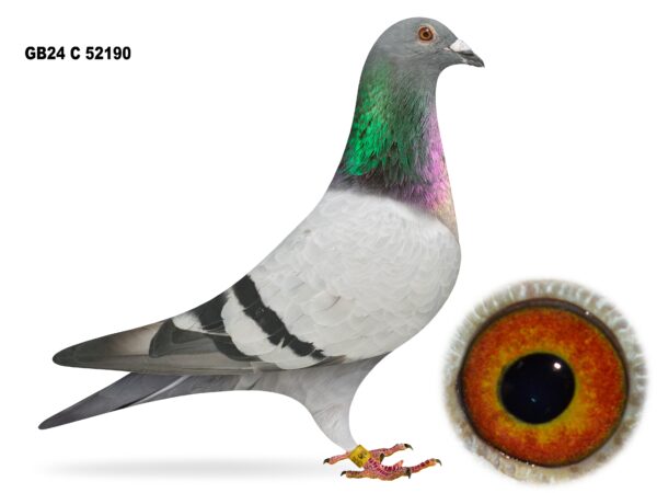 United Lofts - Lot 11 - GB24 C 52190 - Blue Cock - Best Of A&N Lewis Bloodlines - Same Way Bred As Dinny Kinsella's 21st Open Dale YB National 2024