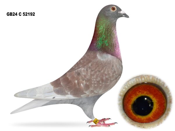 United Lofts - Lot 32 - GB24 C 52192 - Red Cheq Cock - Grandson Of Both The ‘Auld Cock’ & ‘Voillet 57’