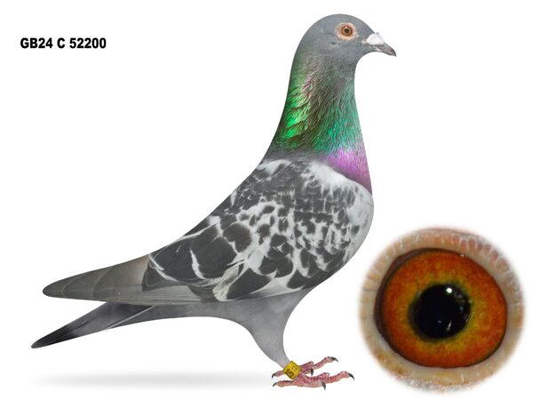 United Lofts - Lot 14 - GB24 C 52200 - Black Cheq Cock - Half Brother Of 'Red Atchie' - G&M Atcheson Bloodlines Crossed With Those Of R. Moore & Son