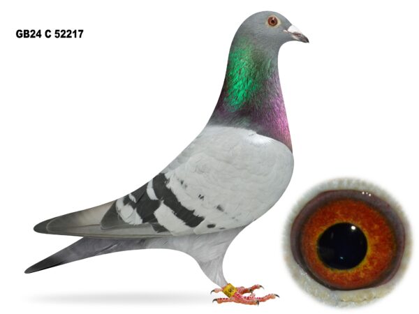 United Lofts - Lot 19 - GB24 C 52217 - Blue Hen - Quality Parents With Record Up Ireland And On Water Out To 300mls - 20th Open NIPA Talbenny YB Nat & 59th Open NIPA Penzance