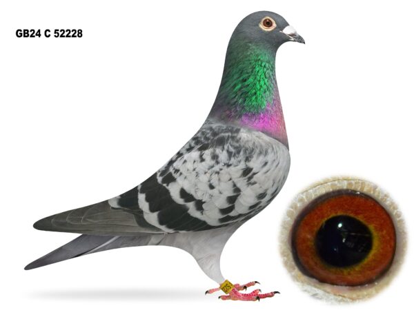 United Lofts - Lot 17 - GB24 C 52228 - Blue Cheq Cock - Nephew Of 1st Open NIPA Bude - Best Of Late Oliver Jackson Bloodlines