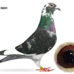 United Lofts - Lot 2 - GB24 C 52231 - Cheq Pied Cock - Both Parents Good Channel Prize Winners And Steeped In French Blood - Son Of ‘Champagne 86’ & 'Blippi'