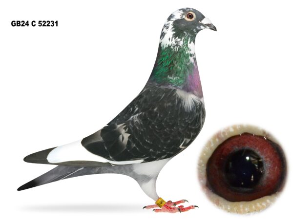 United Lofts - Lot 2 - GB24 C 52231 - Cheq Pied Cock - Both Parents Good Channel Prize Winners And Steeped In French Blood - Son Of ‘Champagne 86’ & 'Blippi'