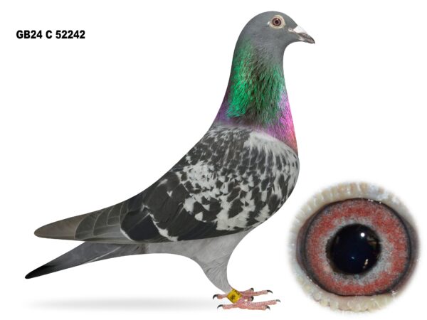 United Lofts - Lot 31 - GB24 C 52242 - Black Cheq Cock - Son Of ‘Le Scout’ - 13th Open NIPA Plougastel OB Nat.