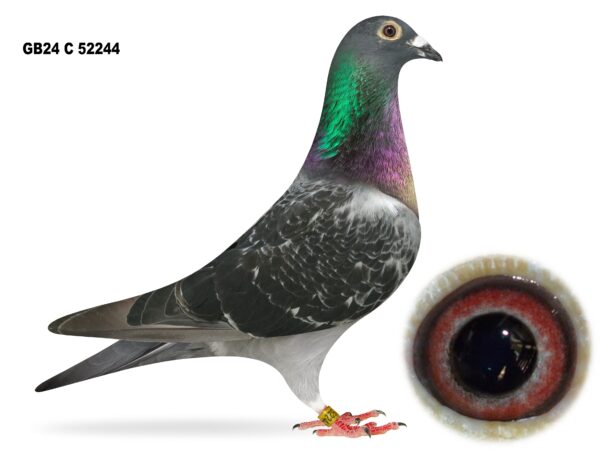 United Lofts - Lot 28 - GB24 C 52244 - Black Cheq Hen - Both Parents Are Nest Mates Of 13th Open & 79th Open NIPA Plougastel OB National