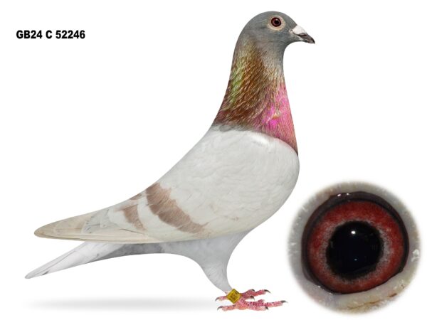 United Lofts - Lot 22 - GB24 C 52246 - Mealy Cock - Walkingshaw Bloodlines From 2 Differing Sources Blended Together - G/Son Of 'LADY REEKIE'