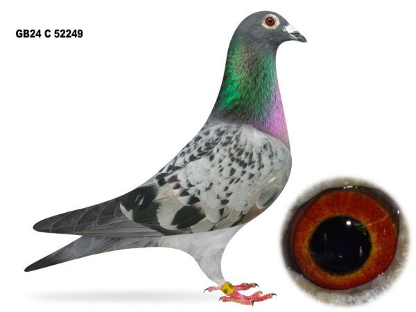 United Lofts - Lot 29 - GB24 C 52249 - Blue Cheq Cock - Packed With Channel & French Potential.  Jan Aarden x Van Geel Bloodlines Crossed With The Bloodlines From A&N Lewis, Doagh