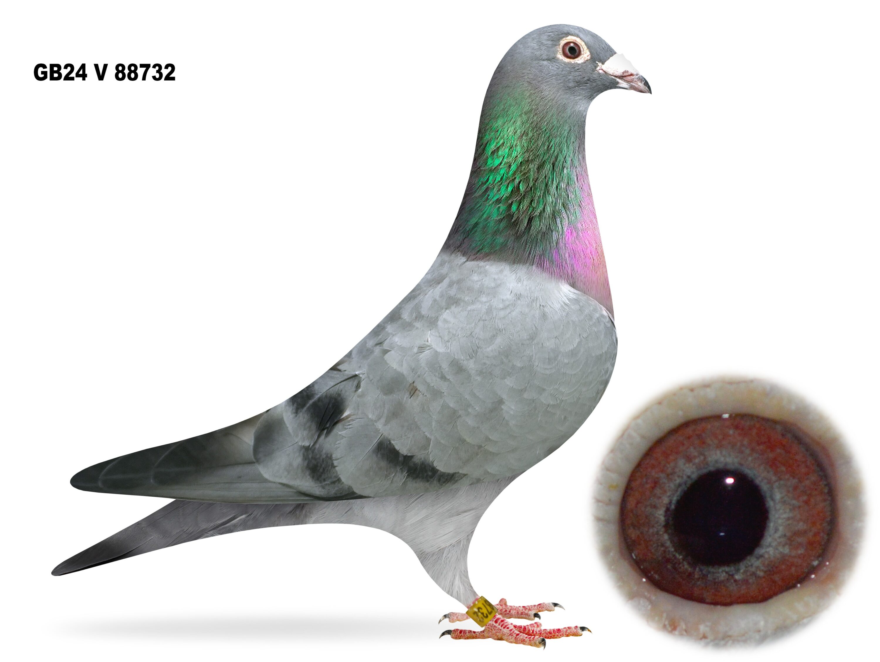 Mr & Mrs McNeilly Clearance Sale - LOT 34 - GB24 V 88732 - Slatey Cock - Brother & Half Brother To Some Great Channel Performance Pigeons - All The Bloodlines To Make A Great Addition To Stock