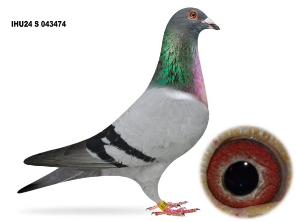 S&J Bones, Moorview Lofts - Lot 7 - IHU24 S 043474 - Blue Cock - Soontjen Bloodlines Bred By B&P McEvoy, Castlebellingham - Only 1 Year At Stock - Bred 1st Club & 3rd Section B NIPA Dunmanway YB Nat 2025 Plus Others