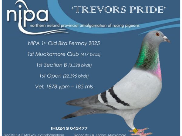 S&J Bones, Moorview Lofts - Lot 52 - IHU24 S 043477 - Blue Hen - NIPA OPEN WINNER - 1st Section B & 1st Open NIPA 1st Fermoy (22,595 b) - Bred By B&P McEvoy, Castlebellingham