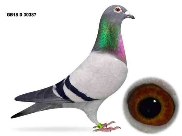 Mr & Mrs McNeilly Clearance Sale - LOT 44 - GB18 D 30387 - Blue Hen - Dtr Of 'DE 22' x 'BLUE 87' - Dam, G/Dam & G/G/Dam Of Many Good Pigeons