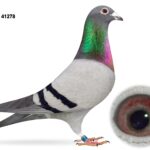 Mr & Mrs McNeilly Clearance Sale - LOT 55 - GB21 A 41278 - Blue Hen - Winner Of 8th Section & 11th Open INFC Yearling Nat (2,693 b) Plus 7th Section & 160th Open NIPA Talbenny (8,235 b)