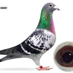 Mr & Mrs McNeilly Clearance Sale - LOT 17 - GB22 S 82681 - Cheq W/F Cock - Sire Of 41st Section & 264th Open NIPA Fermoy Plus Others - Son Of PROLIFIC RACER - Grandson Of 'DOUBLE TOP' & 'THOMAS'