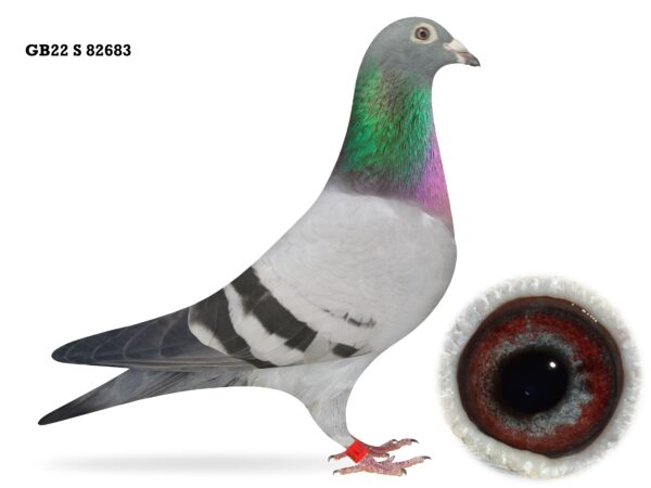 Mr & Mrs McNeilly Clearance Sale - LOT 45 - GB22 S 82683 - Blue Hen - Dtr Of 9th Open INFC Yearling National - Dam Of Several Channel Prize Winners - Performance Pigeons Throughout Pedigree