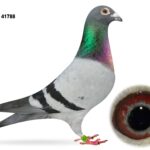 Mr & Mrs McNeilly Clearance Sale - LOT 8 - GB23 C 41788 - Blue Cock - Full Brother To 8th Section & 11th Open INFC Yearling Nat - Full Brother Is Sire To 29th Open INFC Yearling Nat Also