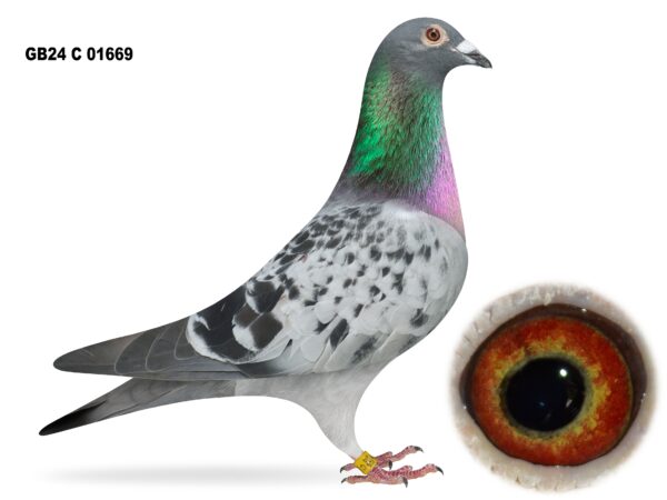 United Lofts - Lot 26 - GB24 C 01669 - Blue Cheq Cock - Both Parents Good Channel Prize Winners And Steeped In French Blood - Son Of 'Blippi' Paired To 'Lylo Royale'