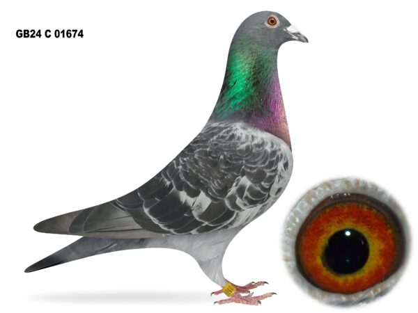 United Lofts - Lot 8 - GB24 C 01674 - Black Cheq Cock - Son Of ‘Raphaël’ & ‘El Stranger’ - French Bloodlines & Potential Throughout